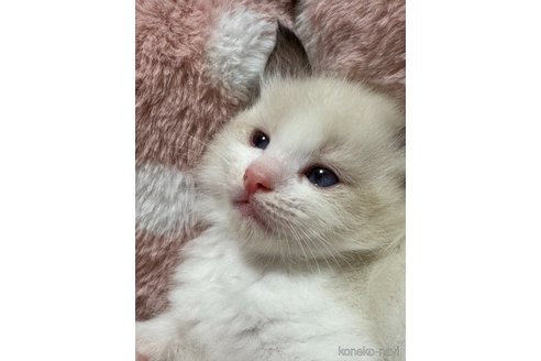 販売中の三重県のラグドール-117178の4枚目